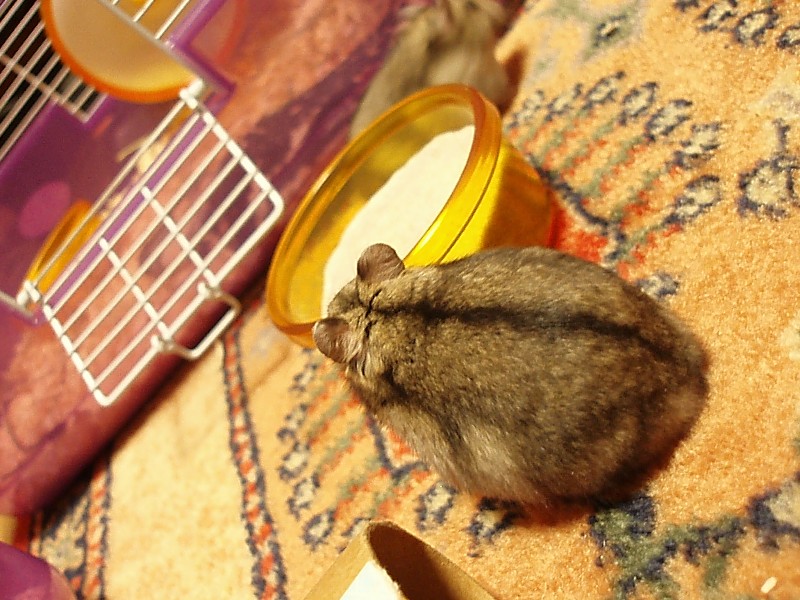 ハムハムカーニバル もかたけ 白いハムスター 小説投稿サイトノベルアップ