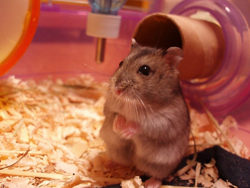 ハムハムカーニバル もかたけ 白いハムスター 小説投稿サイトノベルアップ