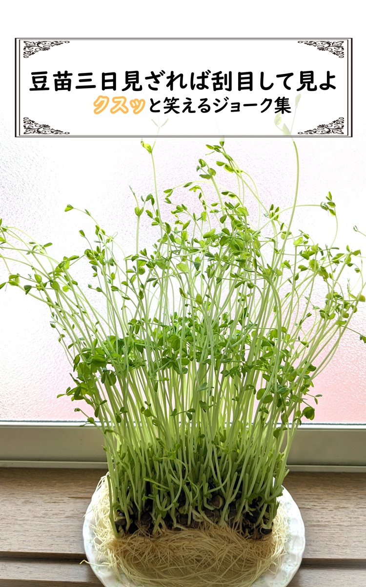 小夜和:ablobcatpnd_denshagokko:: \, image size:750x1200