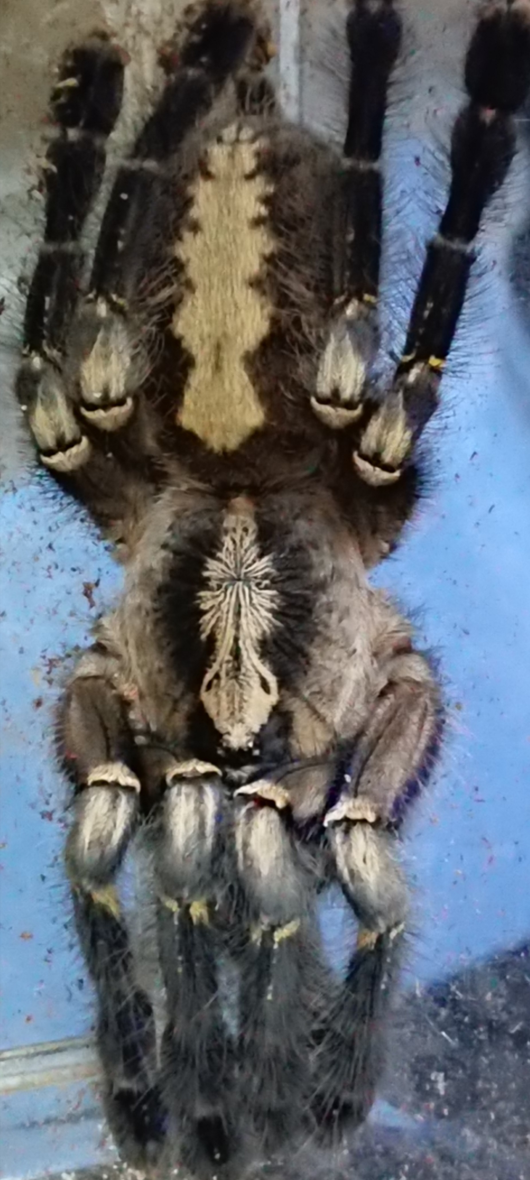 タランチュラは飼うものじゃない 管理人sp そもそもタランチュラってなんぞ 小説投稿サイトノベルアップ