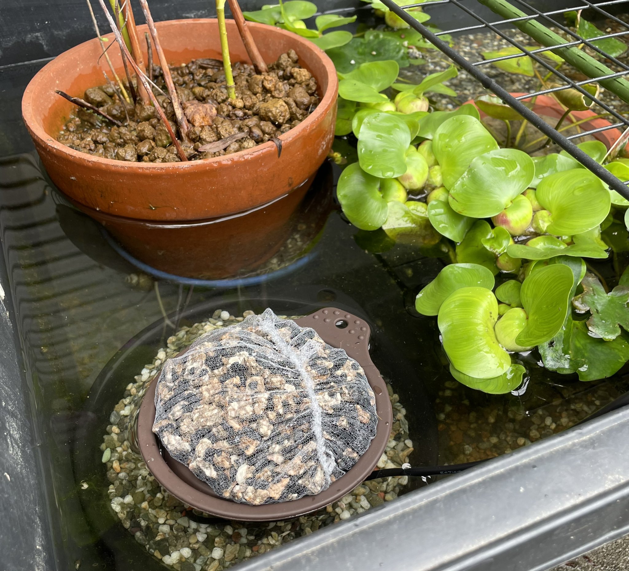 どうぶつエッセイ7月 ソーラーポンプでビオトープに濾過システムを作ろう 上原友里 今はもういない メダカのためにビオトープソーラー濾過システムを構築する話 小説投稿サイトノベルアップ