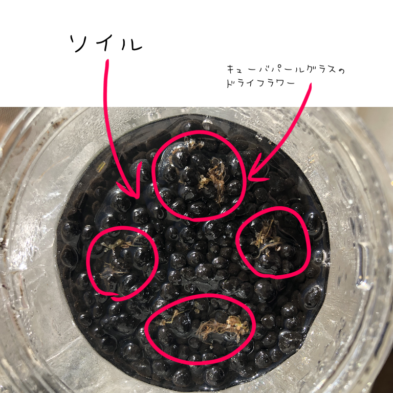 少年時代にどうしてもやりたかった遊びを大人になってからやってのけて残すブログ 100均グッズで謎の水草の種を育ててみる 令3 4 9 小説投稿サイトノベルアップ