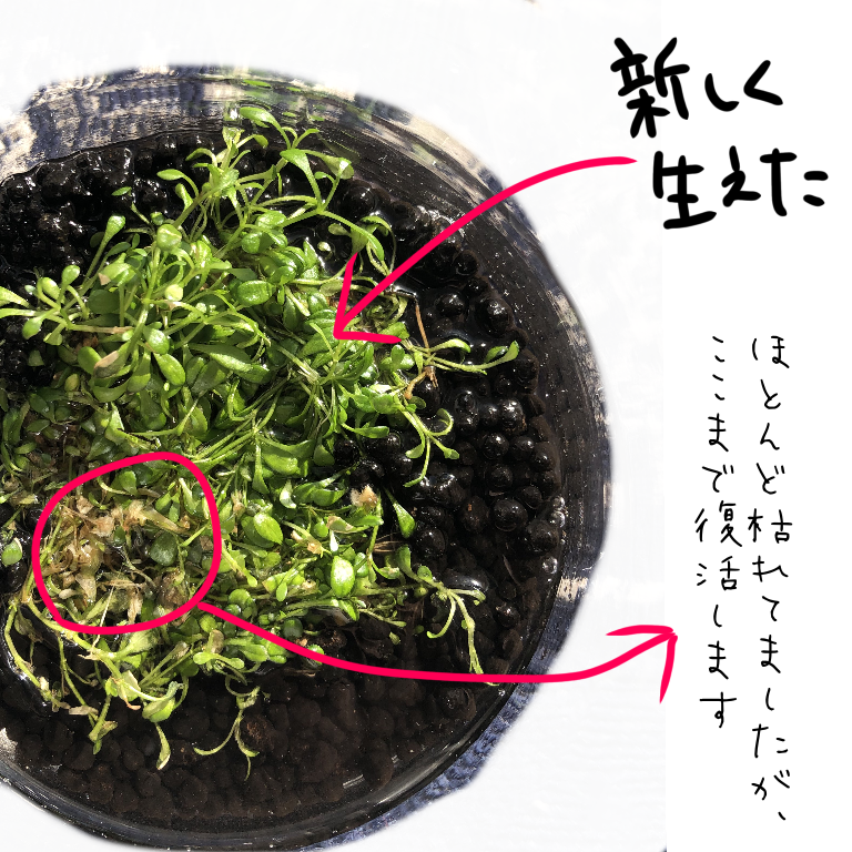 少年時代にどうしてもやりたかった遊びを大人になってからやってのけて残すブログ 100均グッズで謎の水草の種を育ててみる 令3 4 9 小説投稿サイトノベルアップ